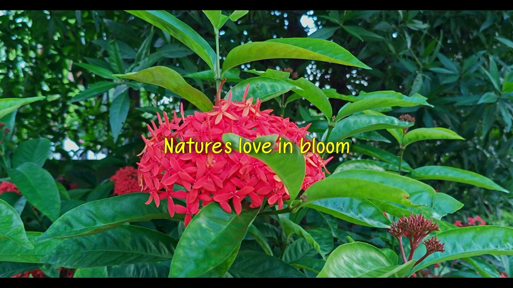 Nature cinematic